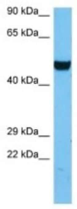 TAGAP Rabbit anti-Mouse, Polyclonal, Novus Biologicals:Antibodies:Primary